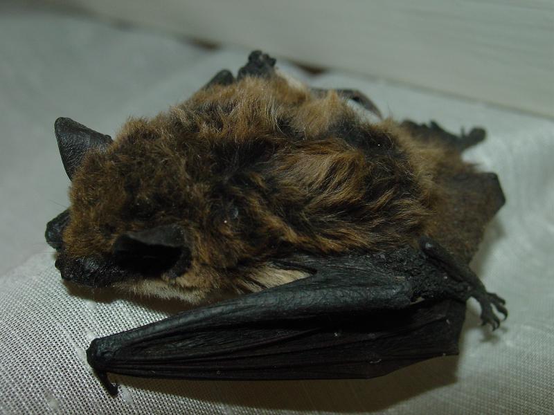 Pipistrello nano Pipistrellus pipistrellus